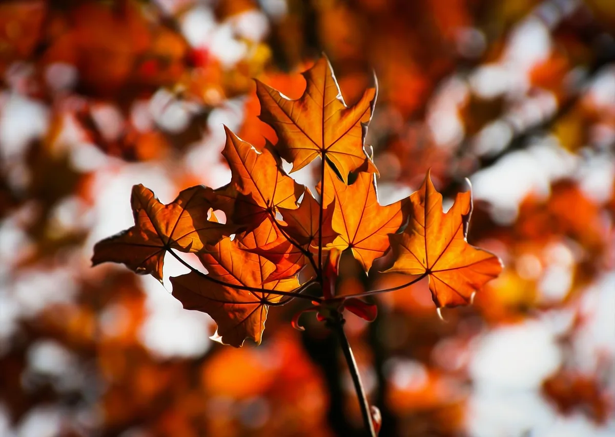 october glory maple
