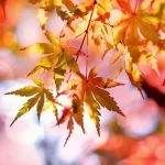 october glory vs autumn blaze