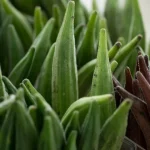 okra plant with yellowing leaves in garden bed