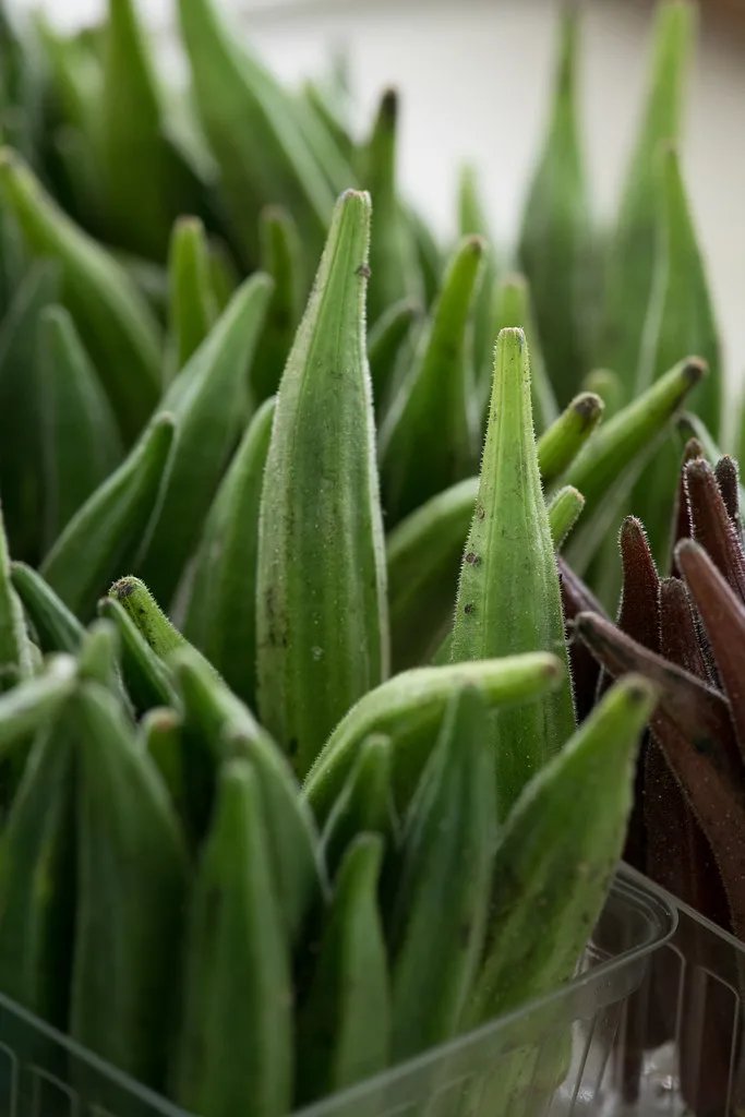 okra plant with yellowing leaves in garden bed