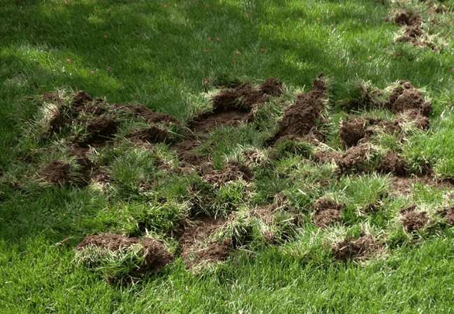 opossum vs skunk digging yard