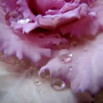ornamental cabbage and kale rosette close up