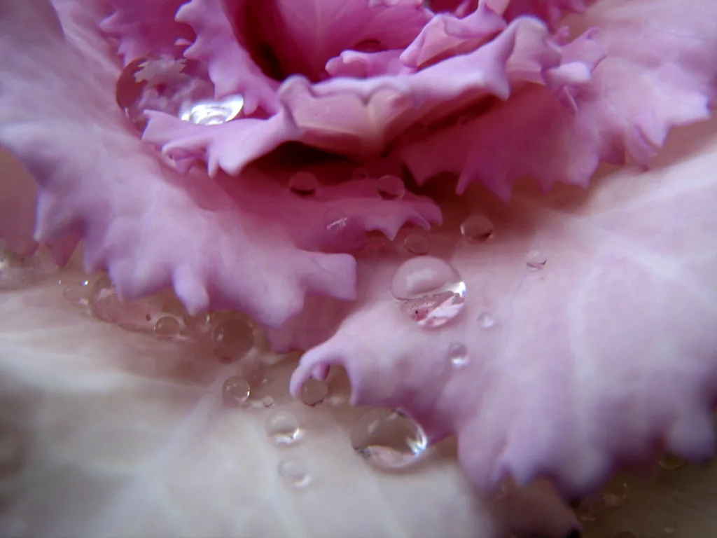 ornamental cabbage and kale rosette close up
