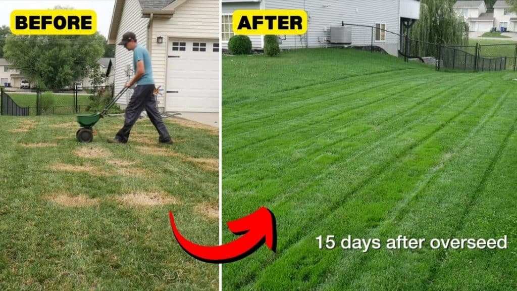 overseeding lawn repair after grub damage