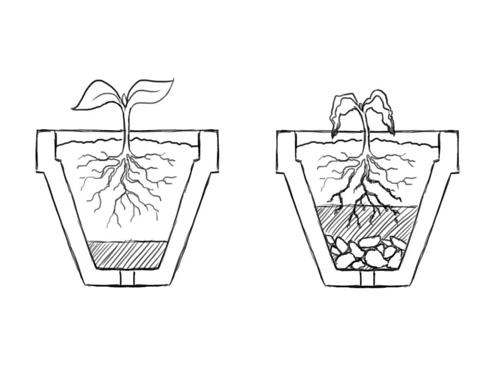overwatered mint plant soil