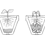 overwatered mint plant soil