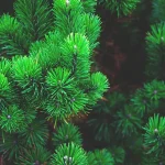 pine tree seedlings growing in mulch bed