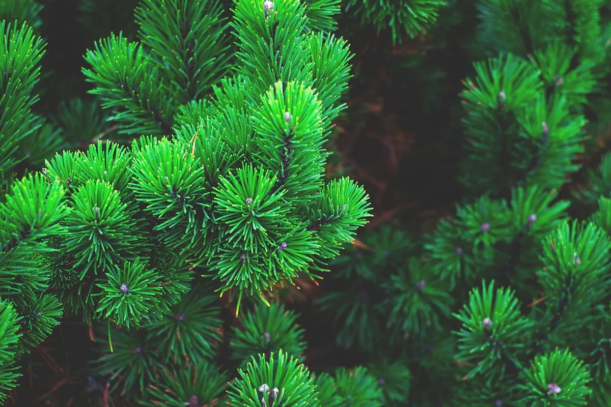 pine tree seedlings growing in mulch bed