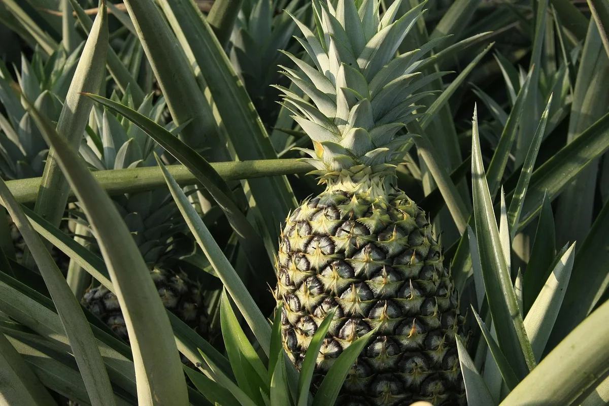 pineapple plant treatment close up