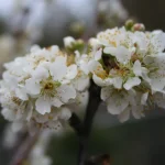 plum tree blooming with pollinator bee