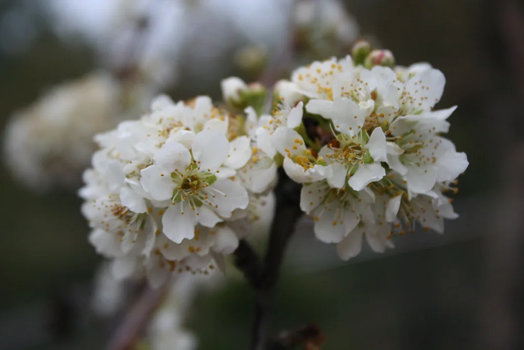 plum tree blooming with pollinator bee