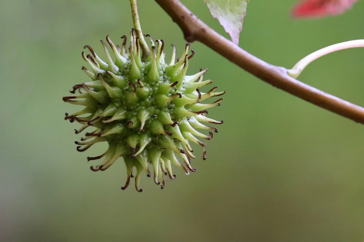 plum tree fruiting timeline chart