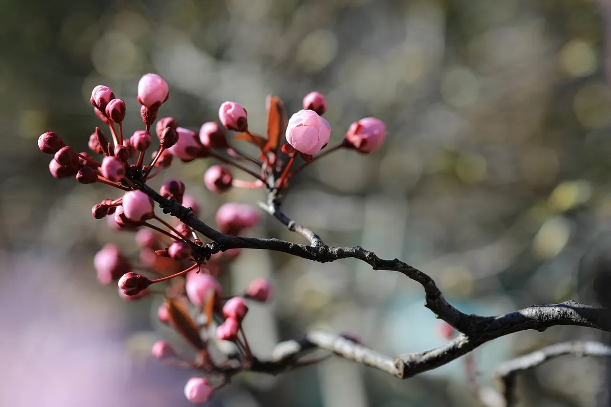 plum tree rootstock graft union close up