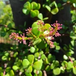 portulacaria afra alternative plant