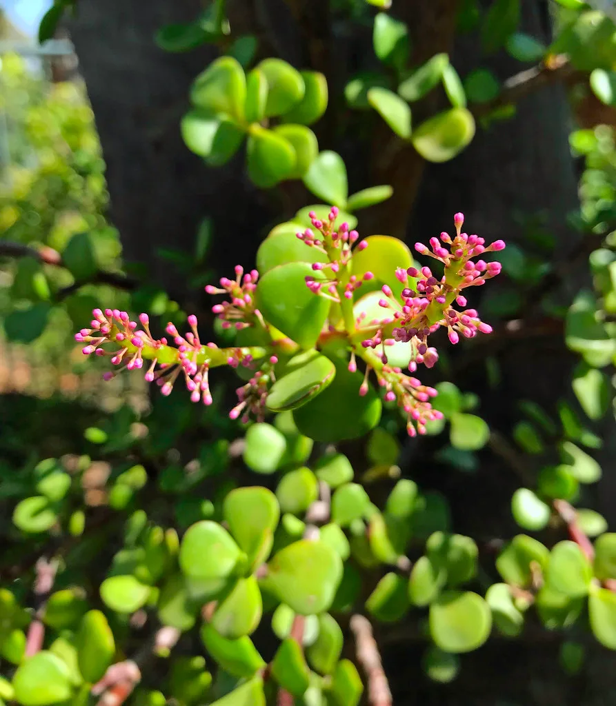 portulacaria afra alternative plant
