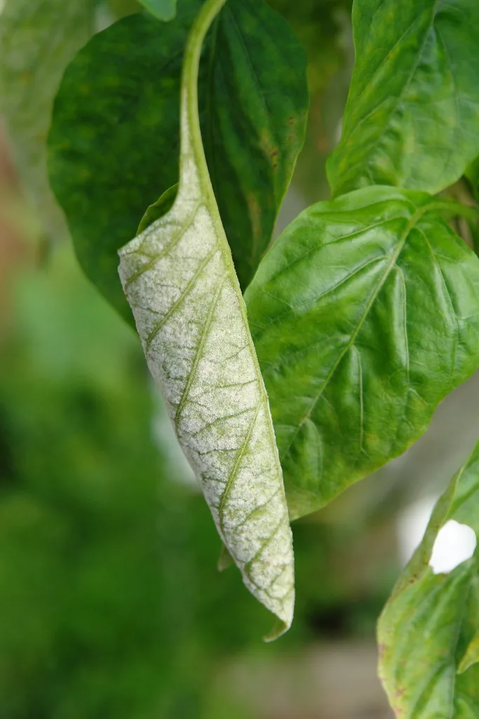 powdery mildew on pepper plant leaf