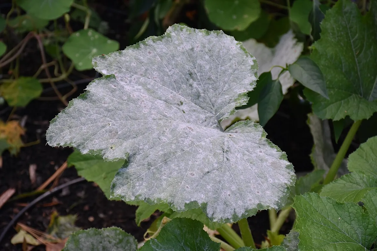 powdery mildew on squash leaf surface