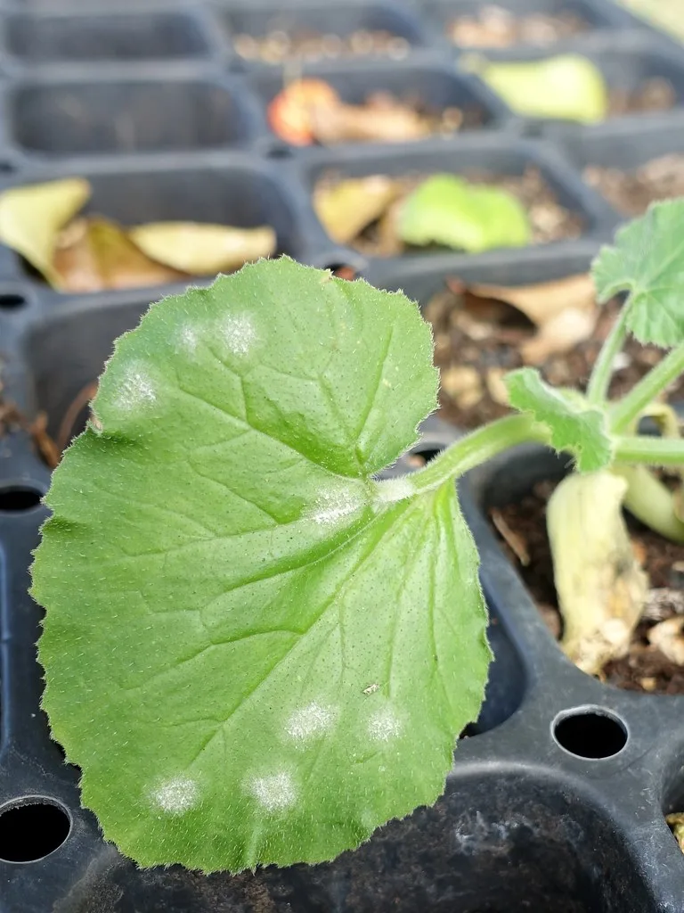 powdery mildew on zucchini leaf