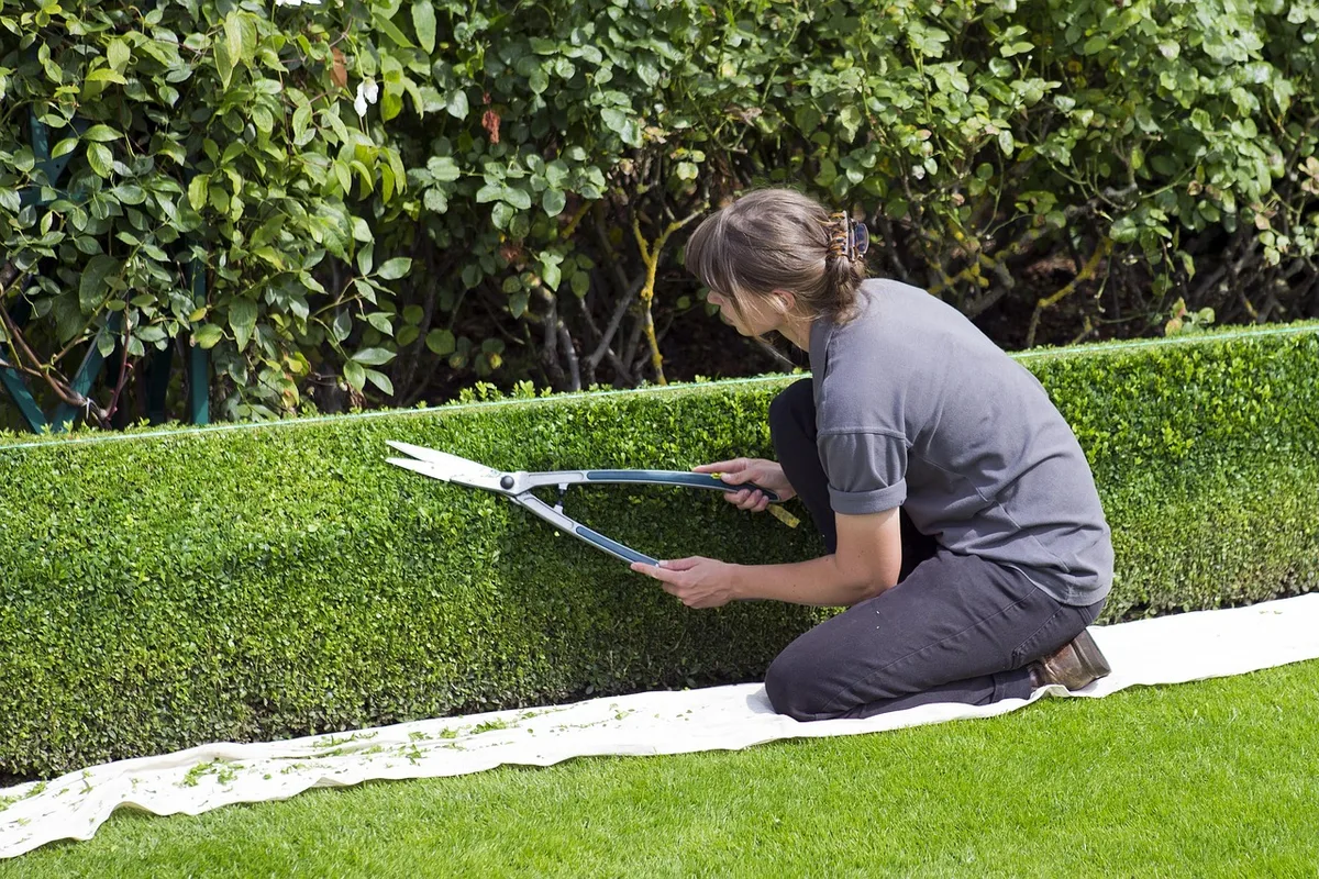 privet hedge trimming step by step