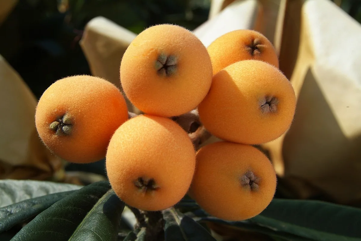 pruning loquat tree branch