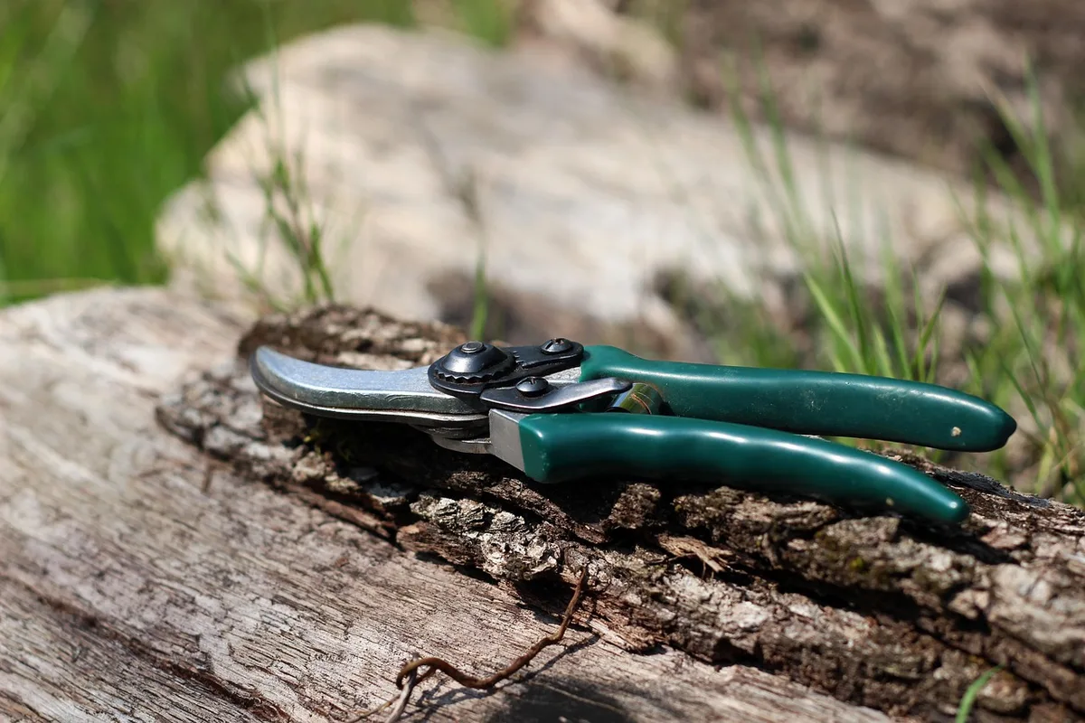 pruning shears cutting raspberry canes at ground level