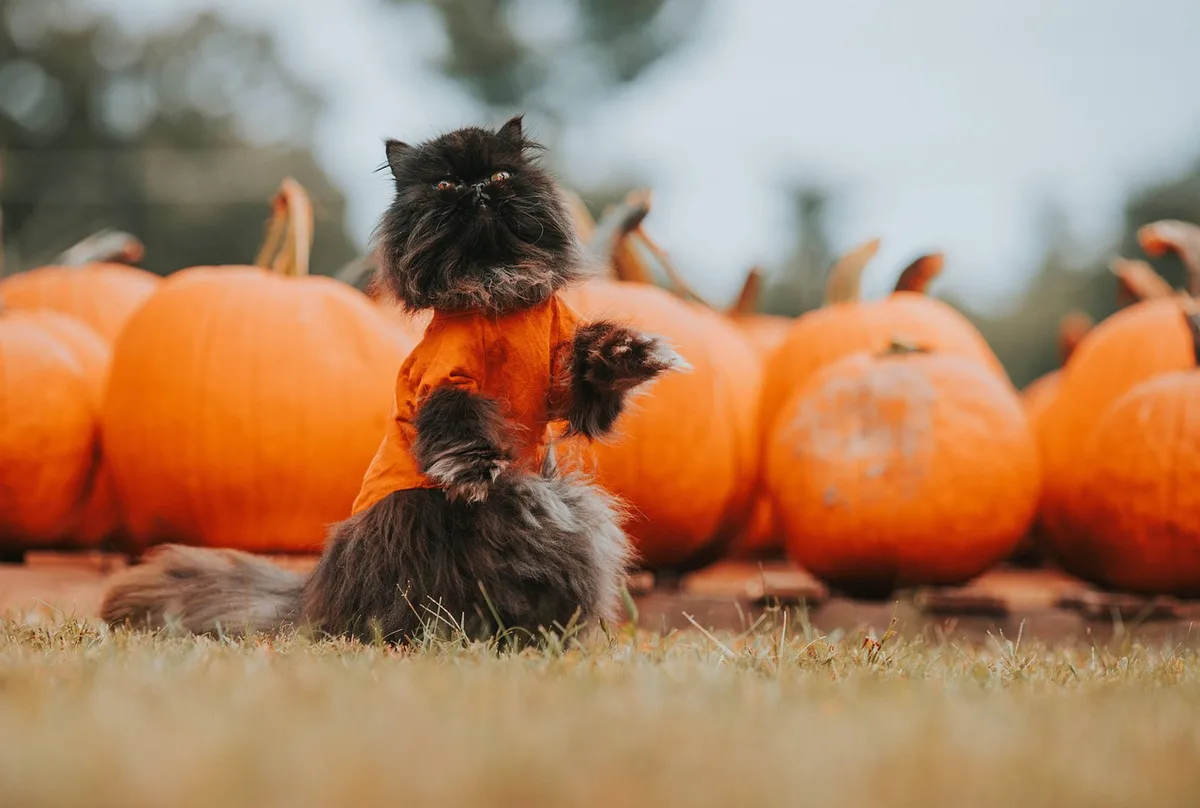 pumpkin plant nutrient deficiency