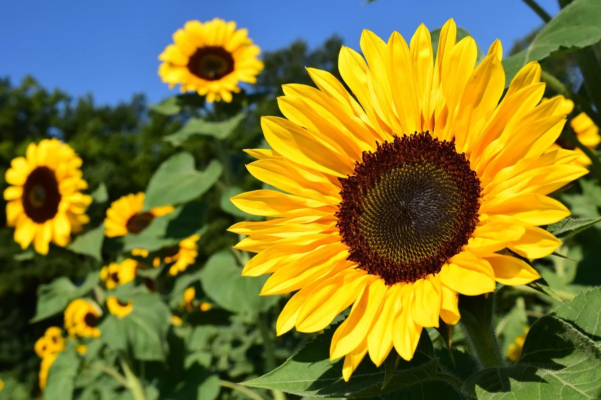 purple stem sunflower cut flower arrangement