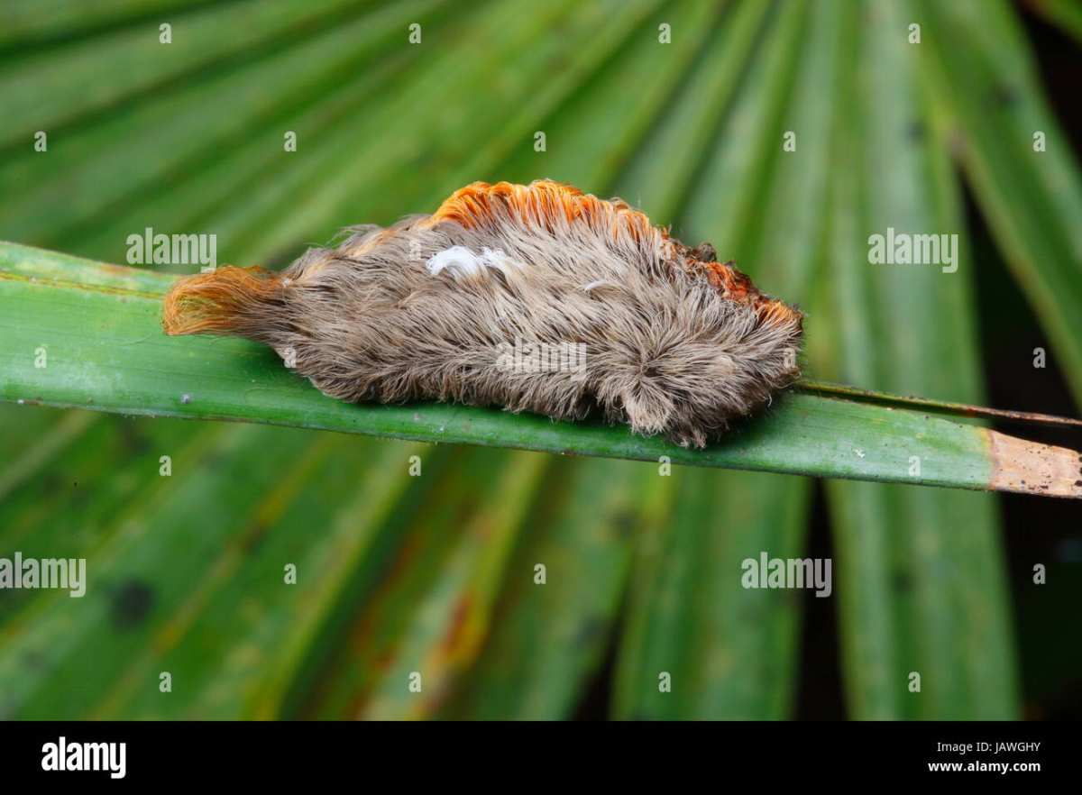 puss moth caterpillar larva identification