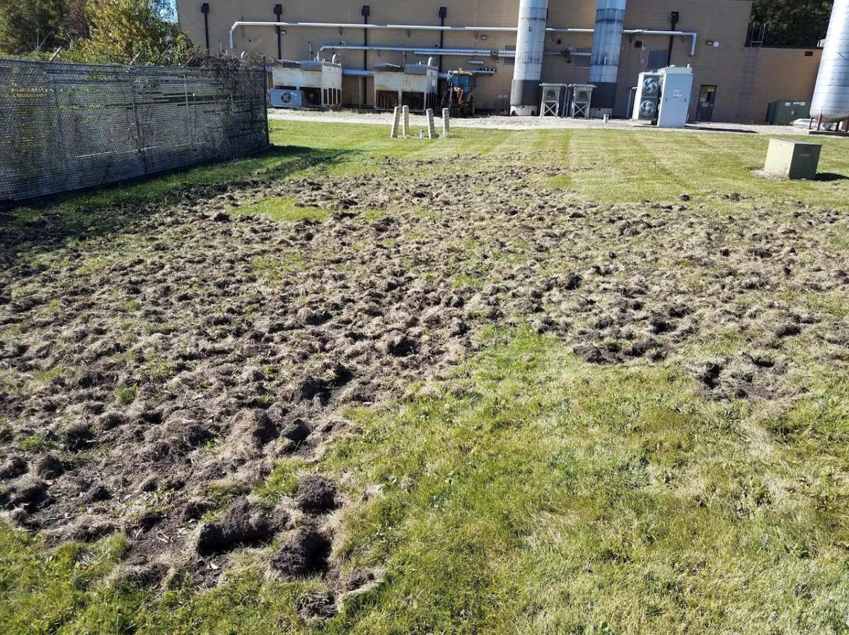 raccoon digging lawn grubs