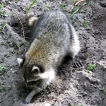 raccoon lawn damage grubs
