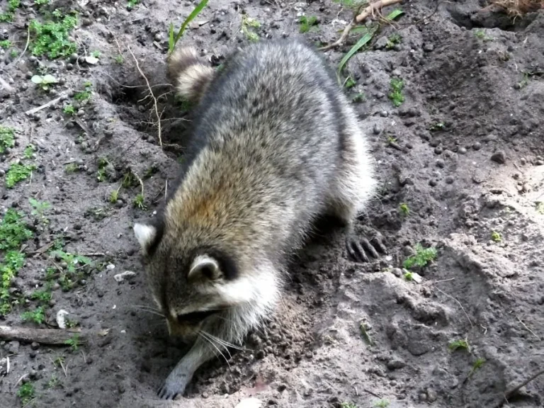 raccoon lawn damage grubs