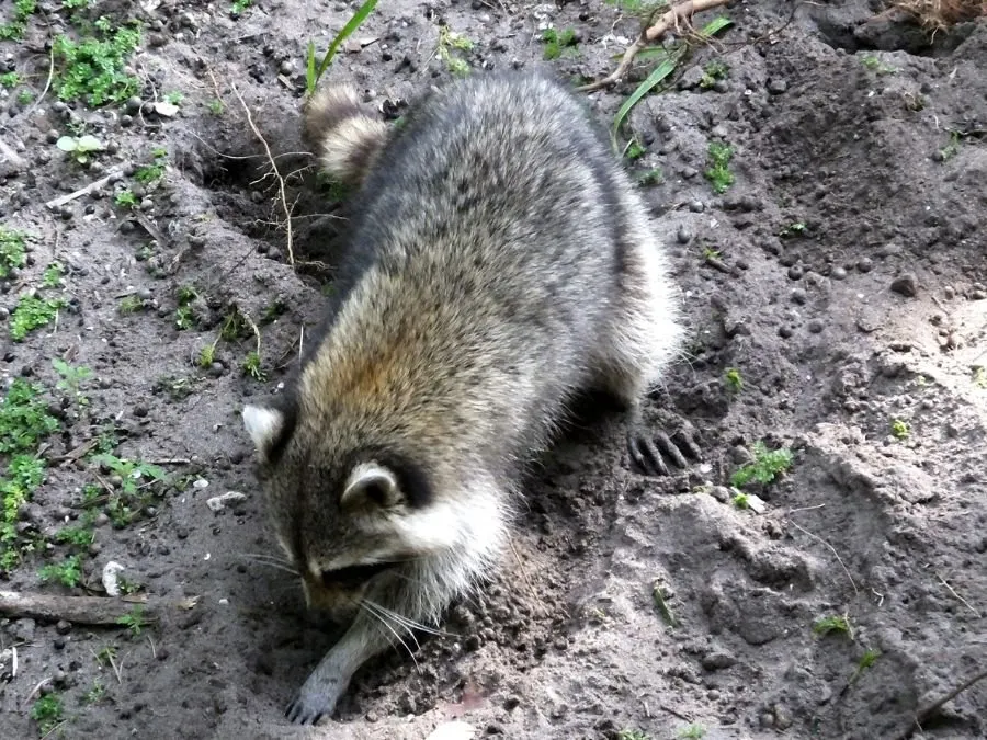 raccoon lawn damage grubs