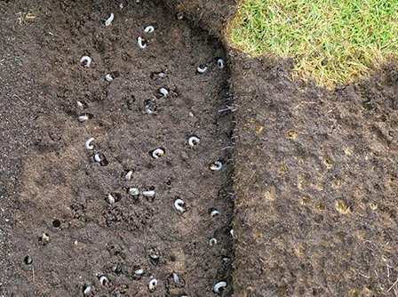 raccoon rolled back sod