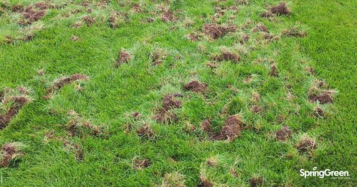 raccoon vs skunk lawn damage