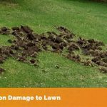 racoon lawn damage grubs
