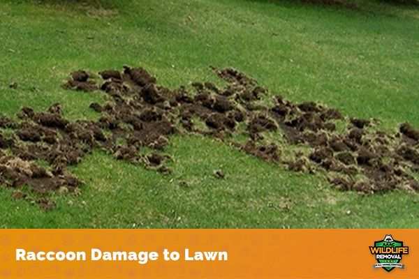 racoon lawn damage grubs
