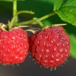 raspberry bush root system being dug out of garden soil