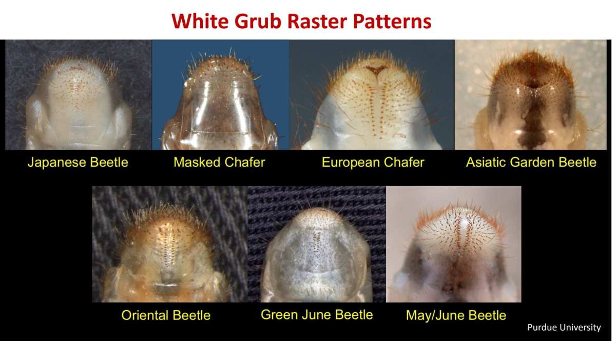 raster pattern grub identification