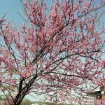 redbud tree in bloom