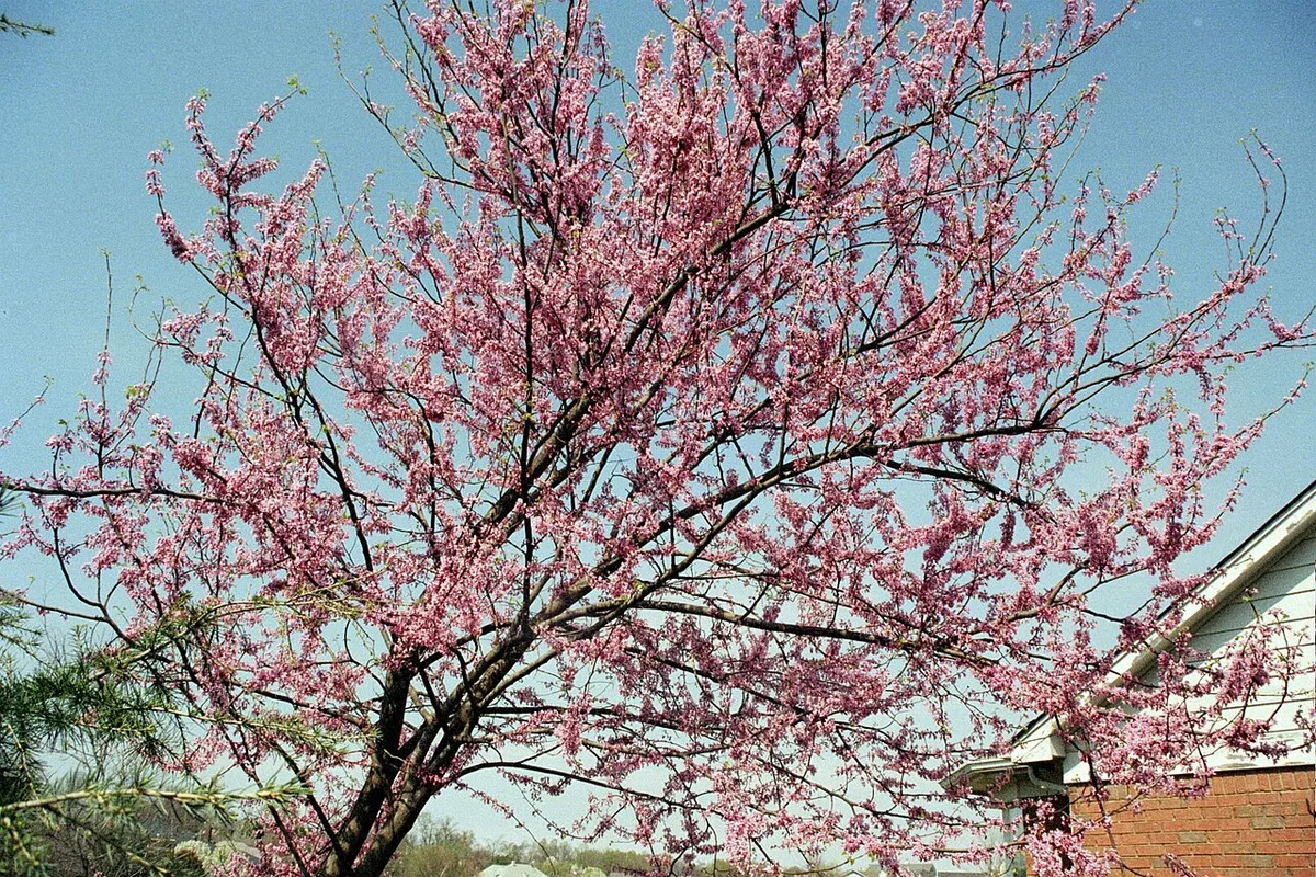 redbud tree in bloom