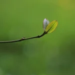 redbud tree in spring bloom with fresh green growth