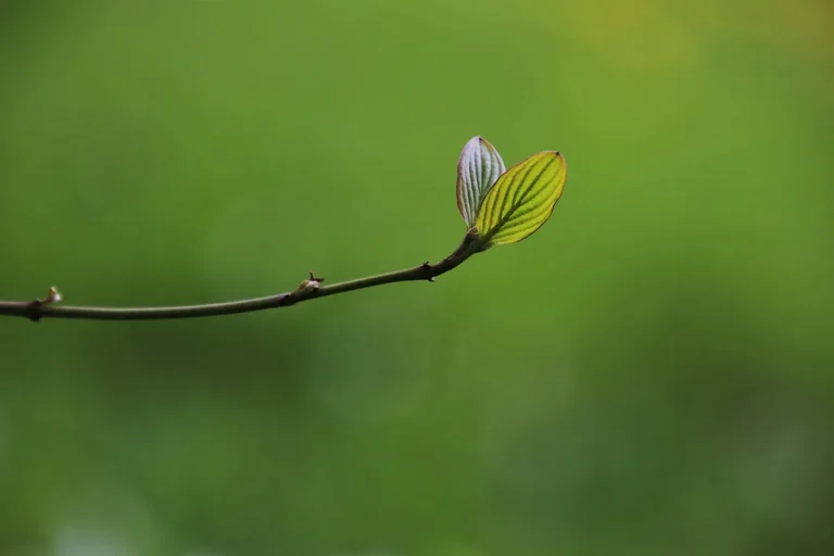 redbud tree in spring bloom with fresh green growth