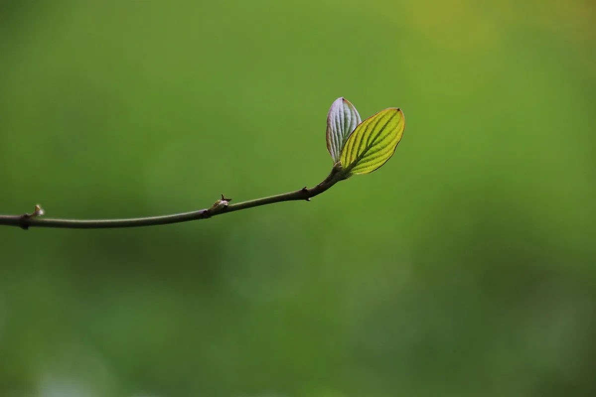 redbud tree in spring bloom with fresh green growth