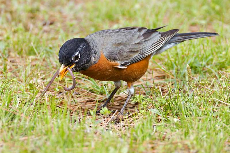 robin eating grub lawn