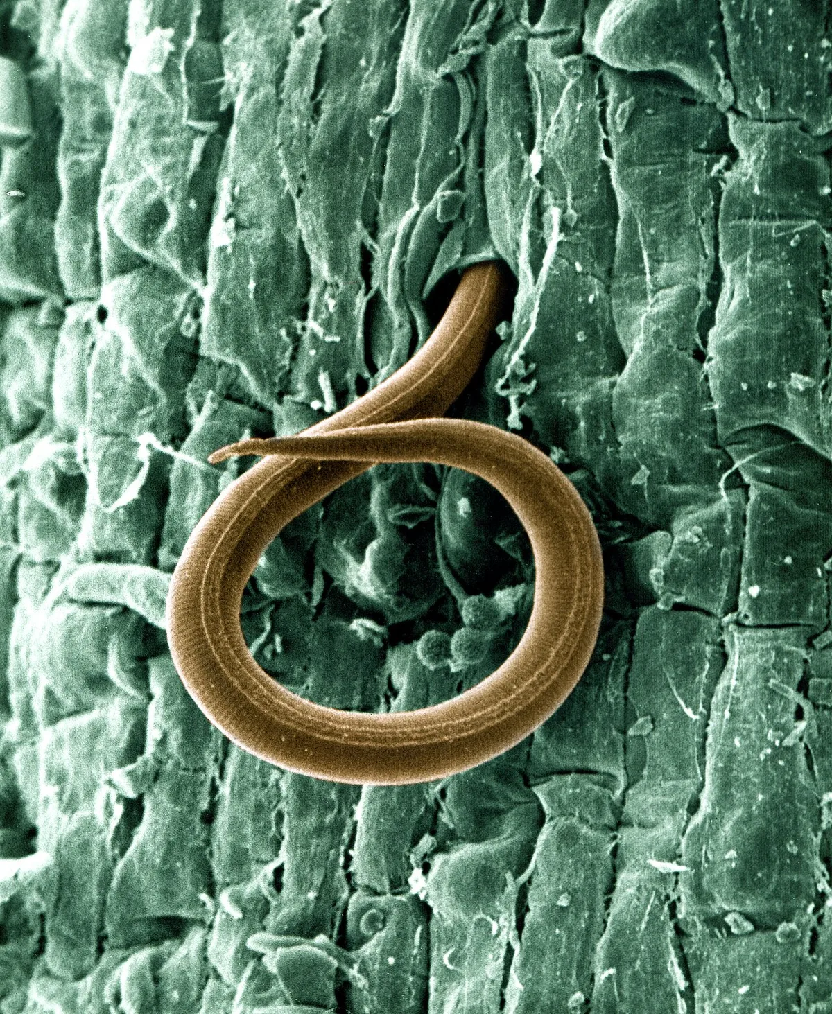 root-knot nematode galls on plant roots close up