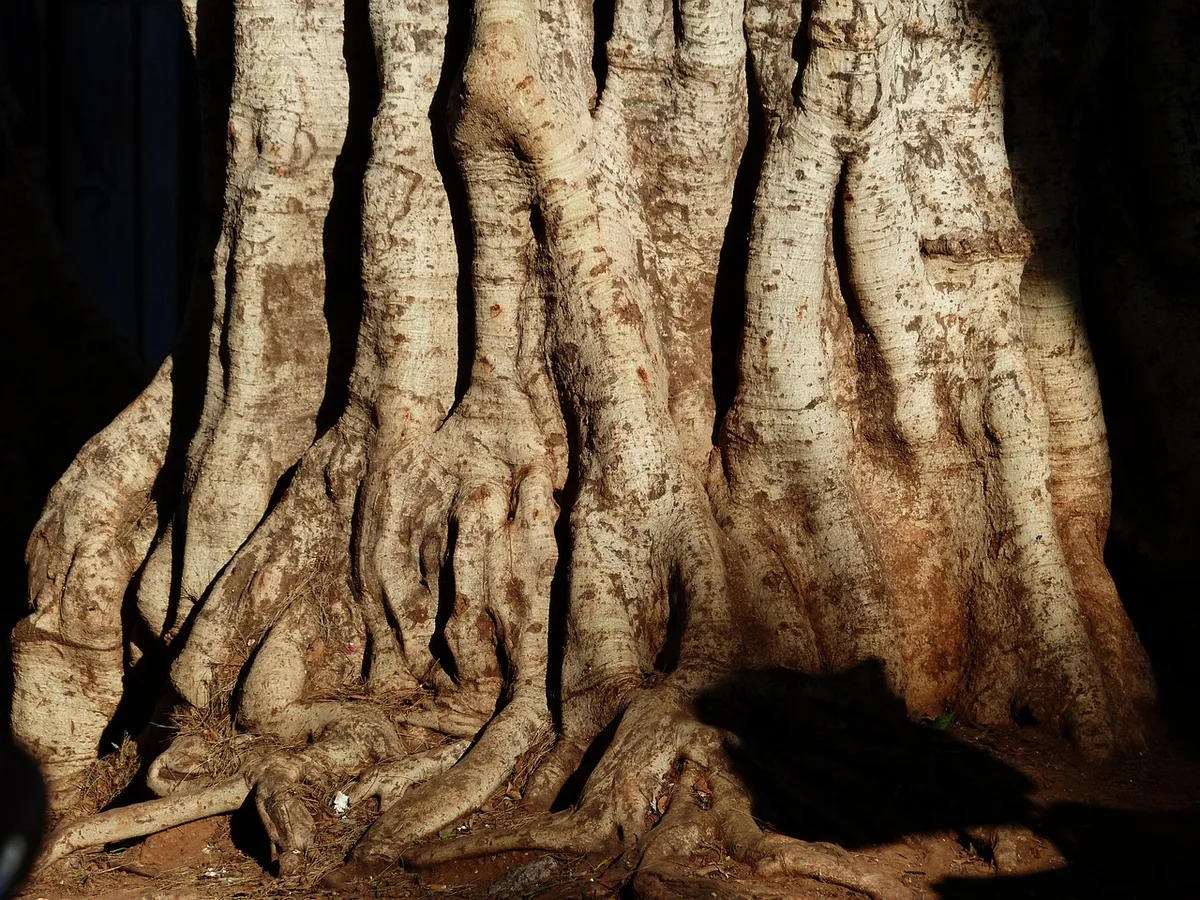 root rot comparison healthy vs diseased laurel roots