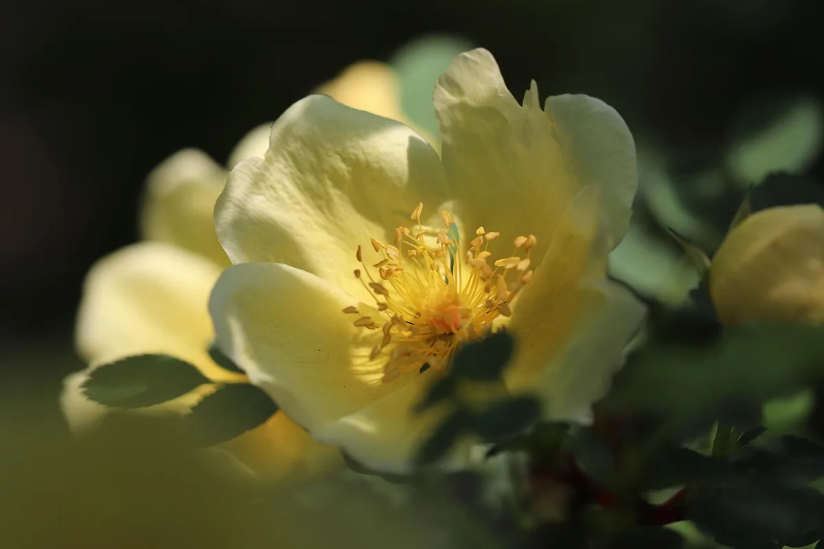 rose bush new growth after pruning