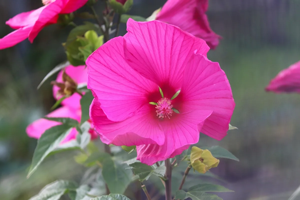 rose of sharon volunteer seedlings