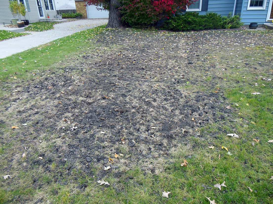 Russian beetle grub damage lawn