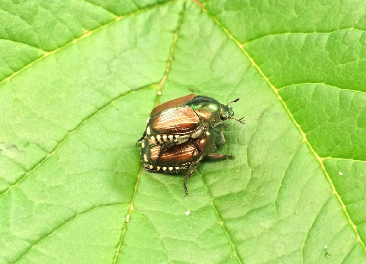 scarab beetle emergence from soil